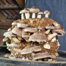 BIO Pilzzucht-Set Shiitake