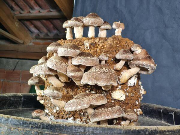 BIO Zuchtset Shiitake