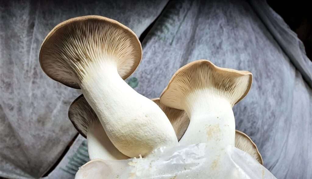 BIO Pilzzucht-Set Kräuterseitlinge