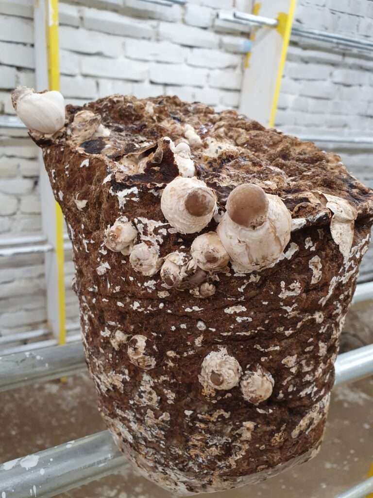 Shiitake Jungstadium