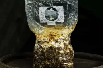 Shiitake Growkit