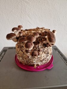 Shiitake Pilz Zucht Set
