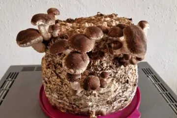 Shiitake im Wohnzimmer