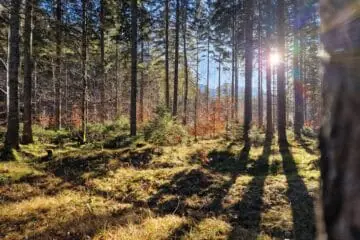 Pilzzucht Wald
