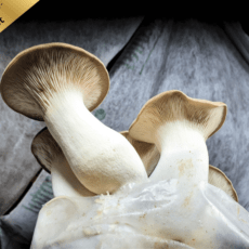 BIO Kräuterseitlinge Pilzzucht Set – 5er Vorratspack