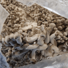 Pilz-Sucht-Set – 3 Monate