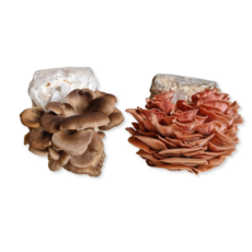 Bio Sommer Pilzzucht Set – Rosenseitling & Lungenseitling