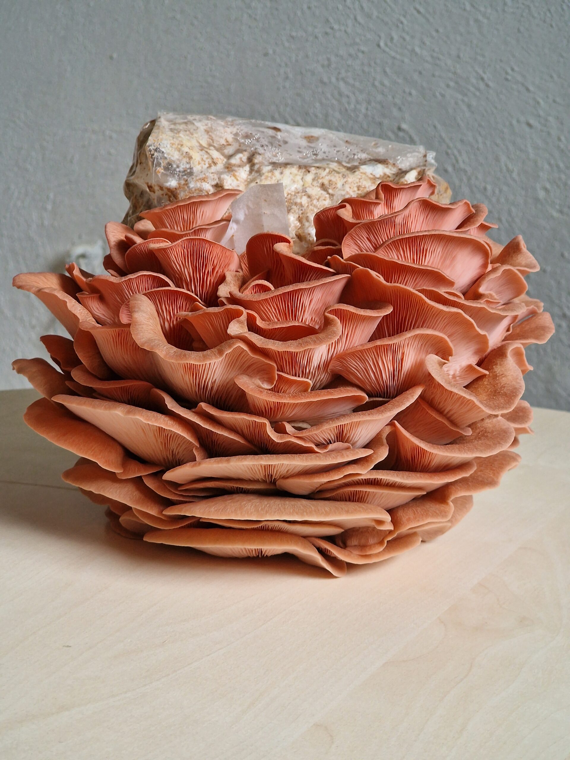 Rosenseitling Pilzzucht-Set