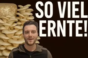 Wie viel Ertrag pro Ernte. Thumbnail.